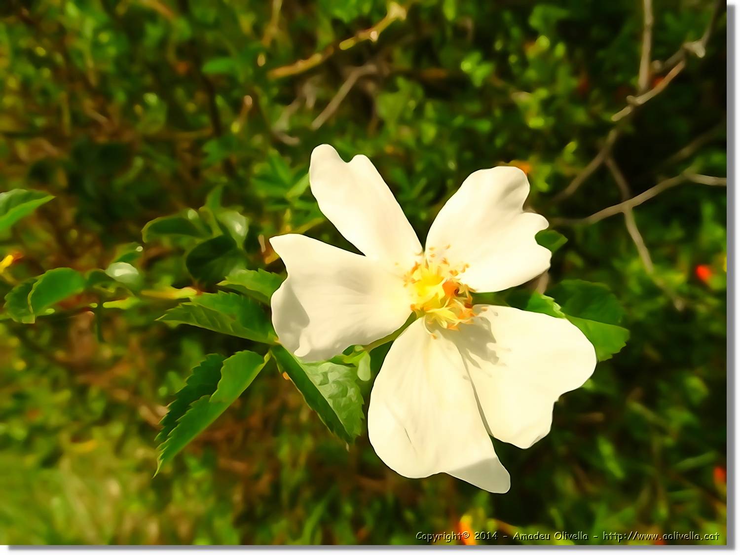 Flors_062.jpg