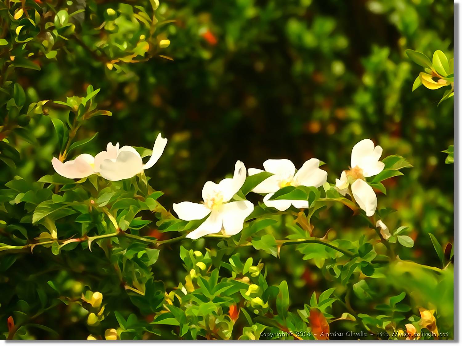 Flors_063.jpg