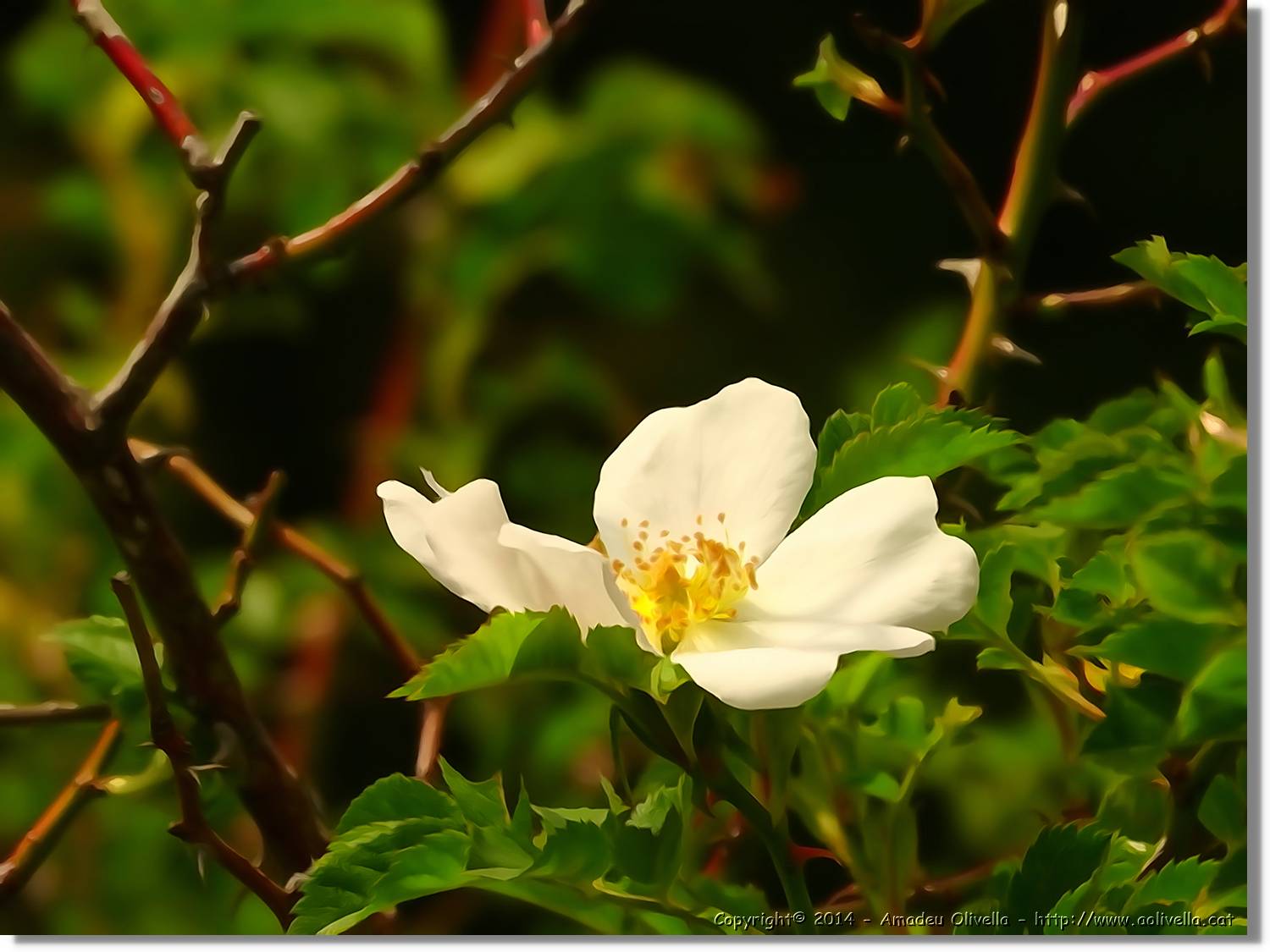 Flors_064.jpg