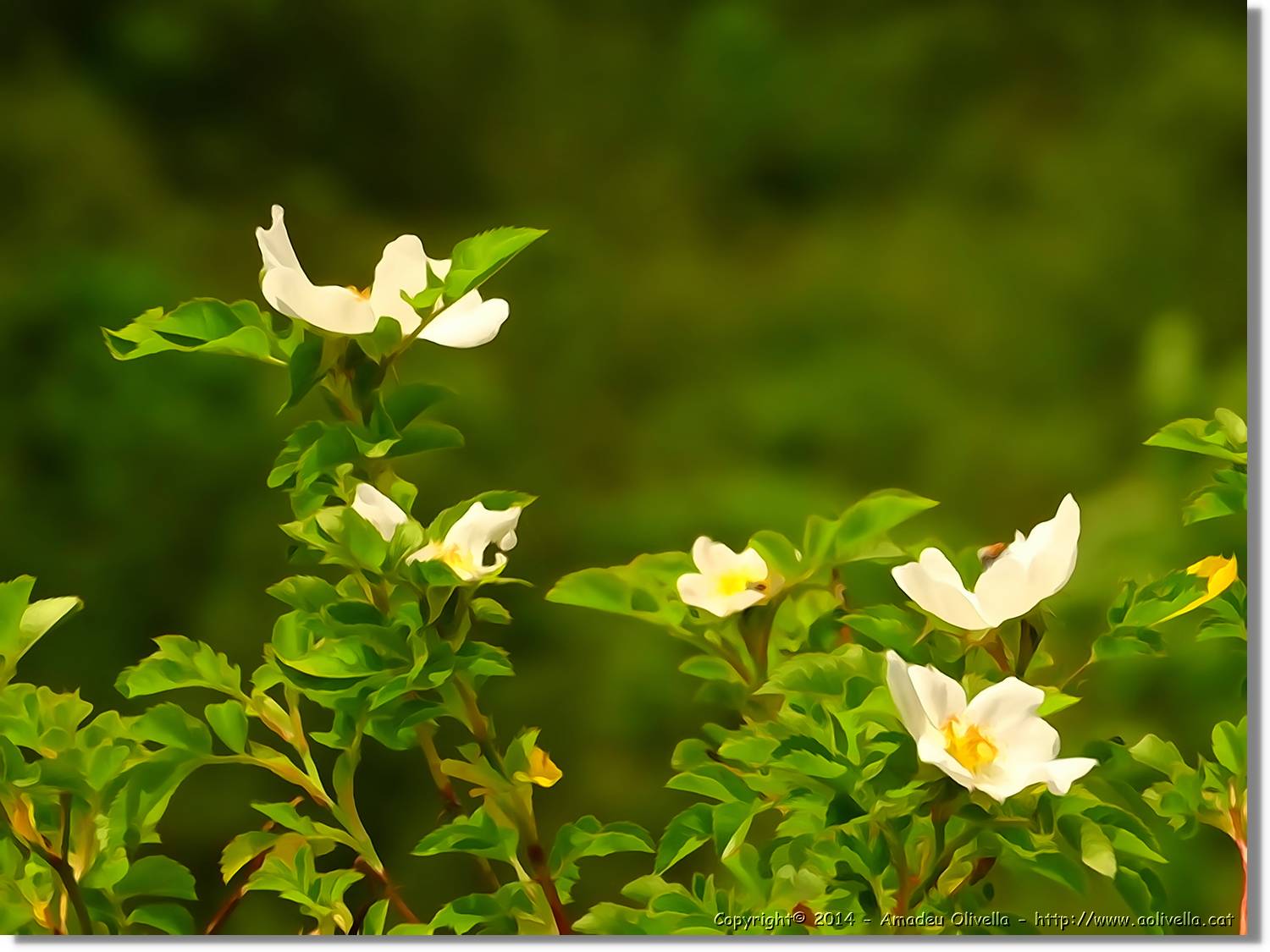 Flors_065.jpg