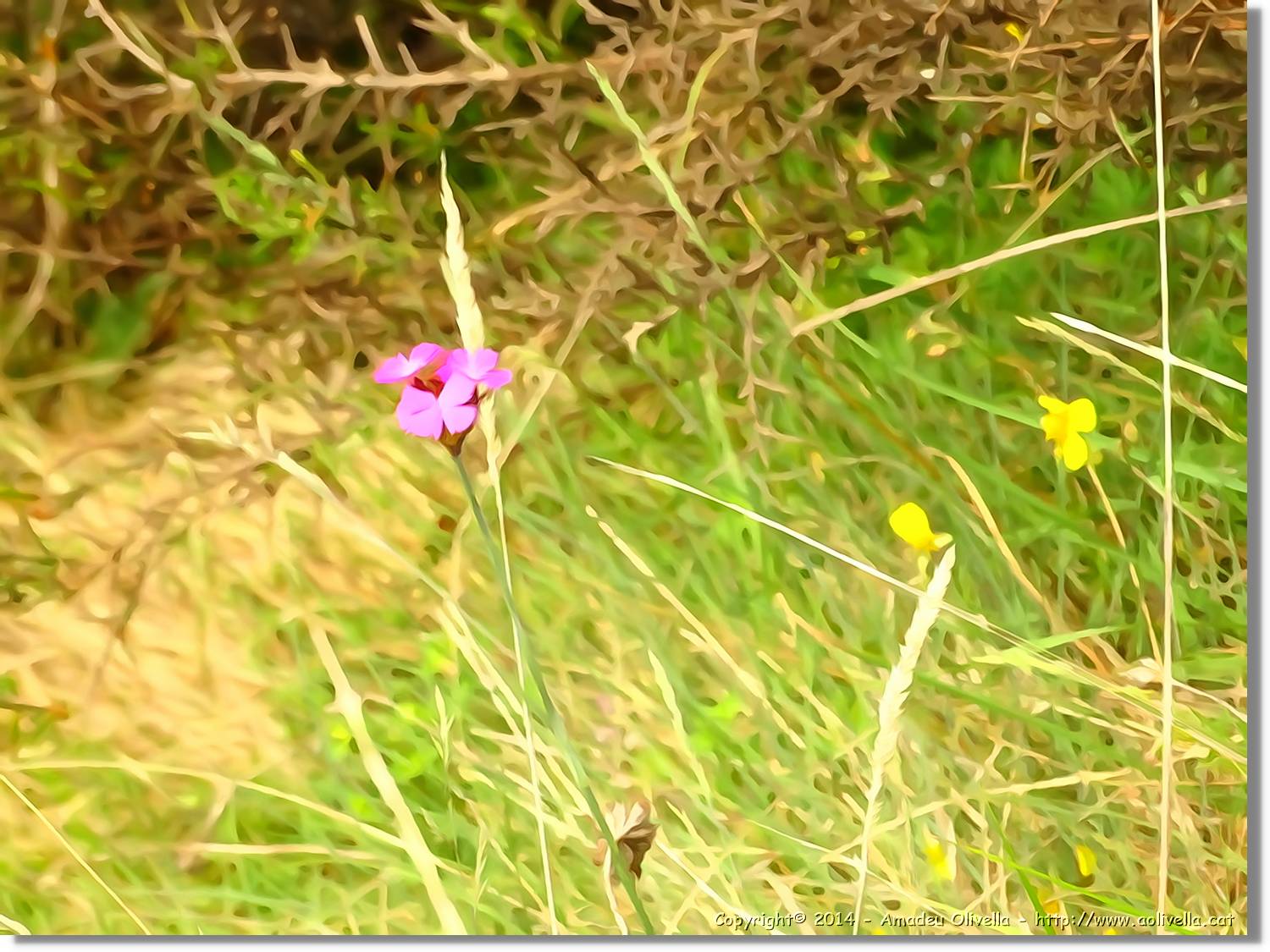Flors_066.jpg