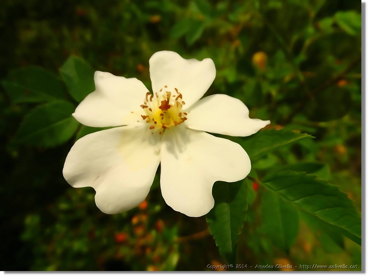 Flors_067.jpg