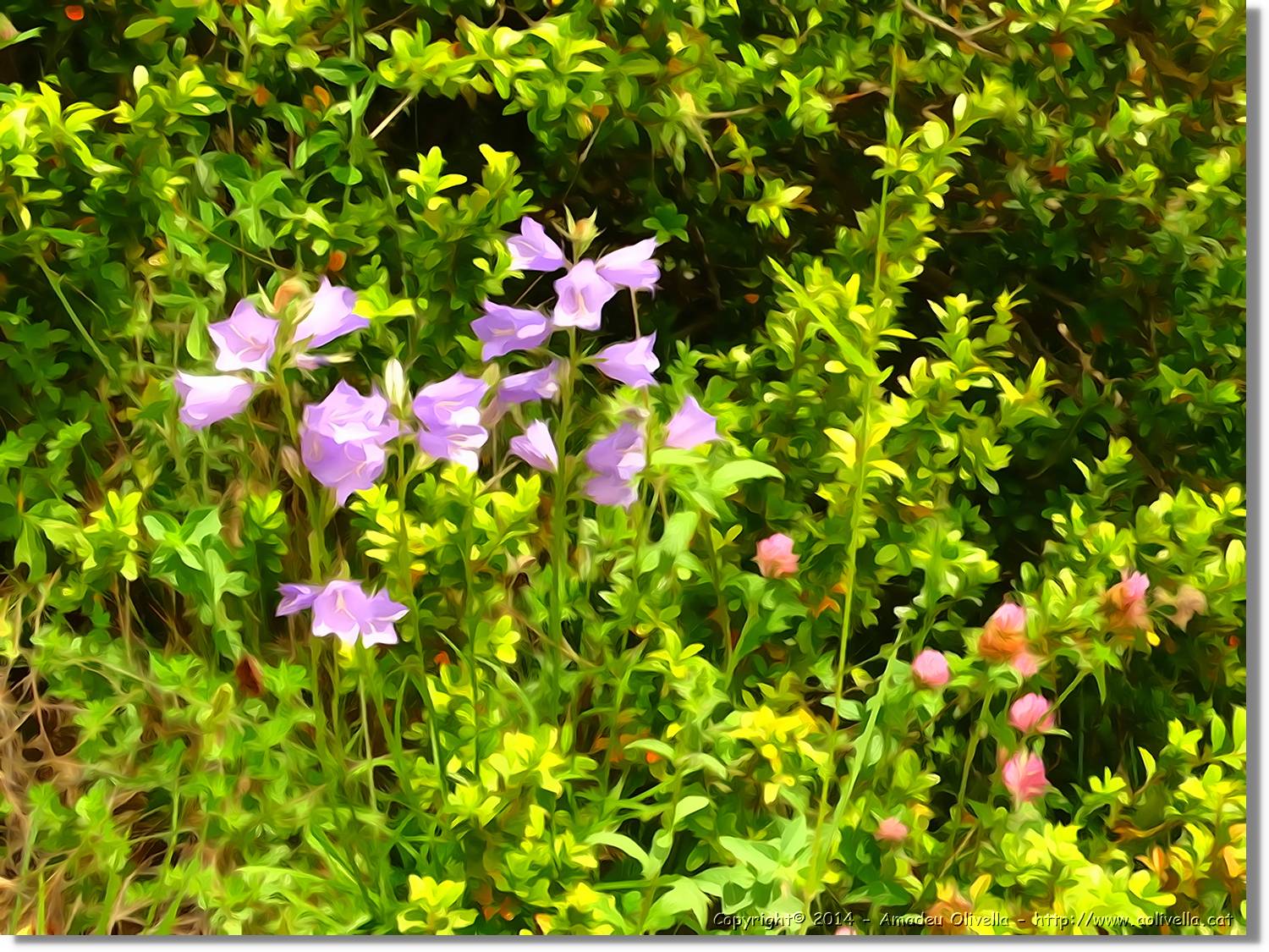 Flors_068.jpg