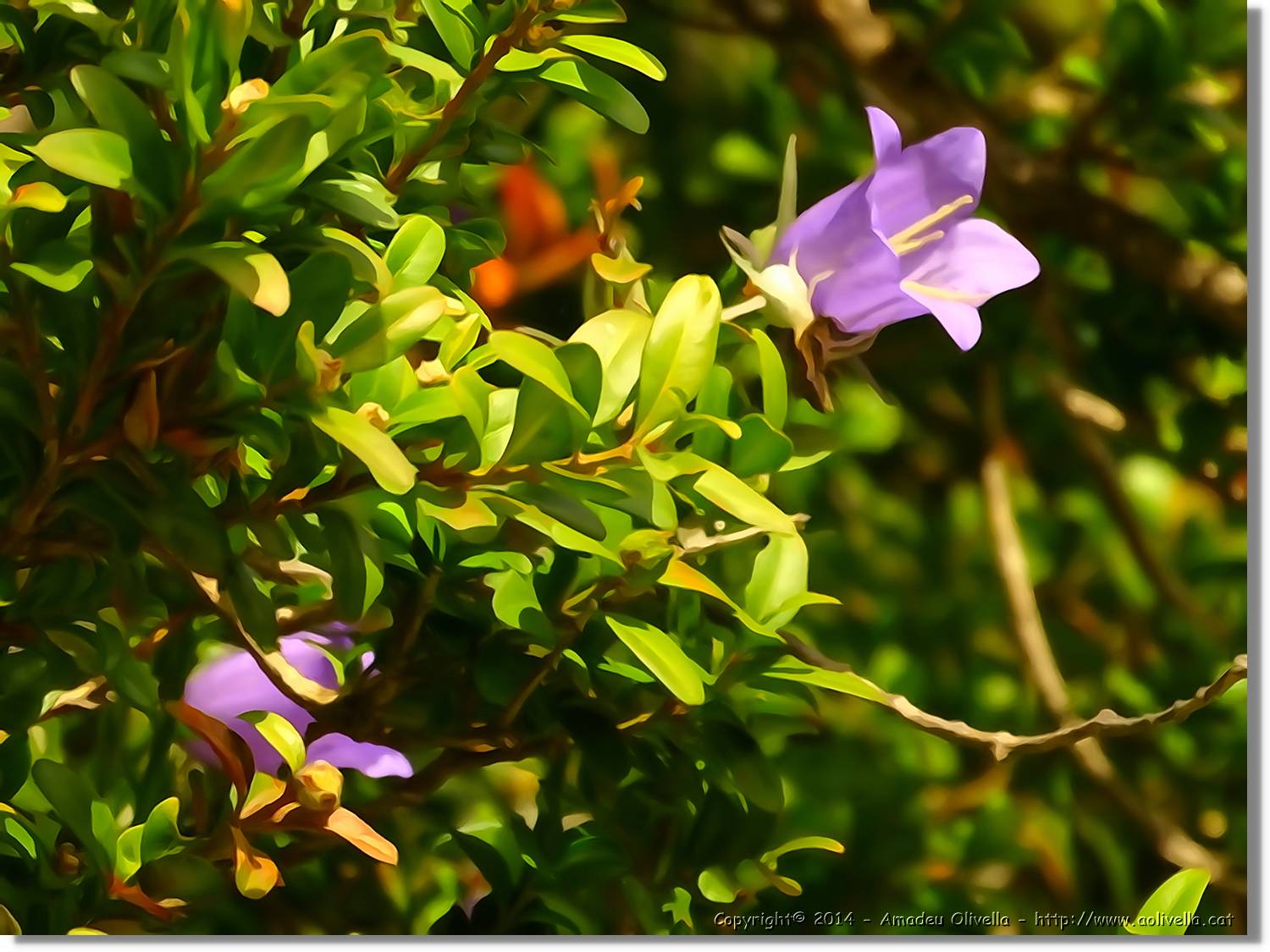 Flors_069.jpg