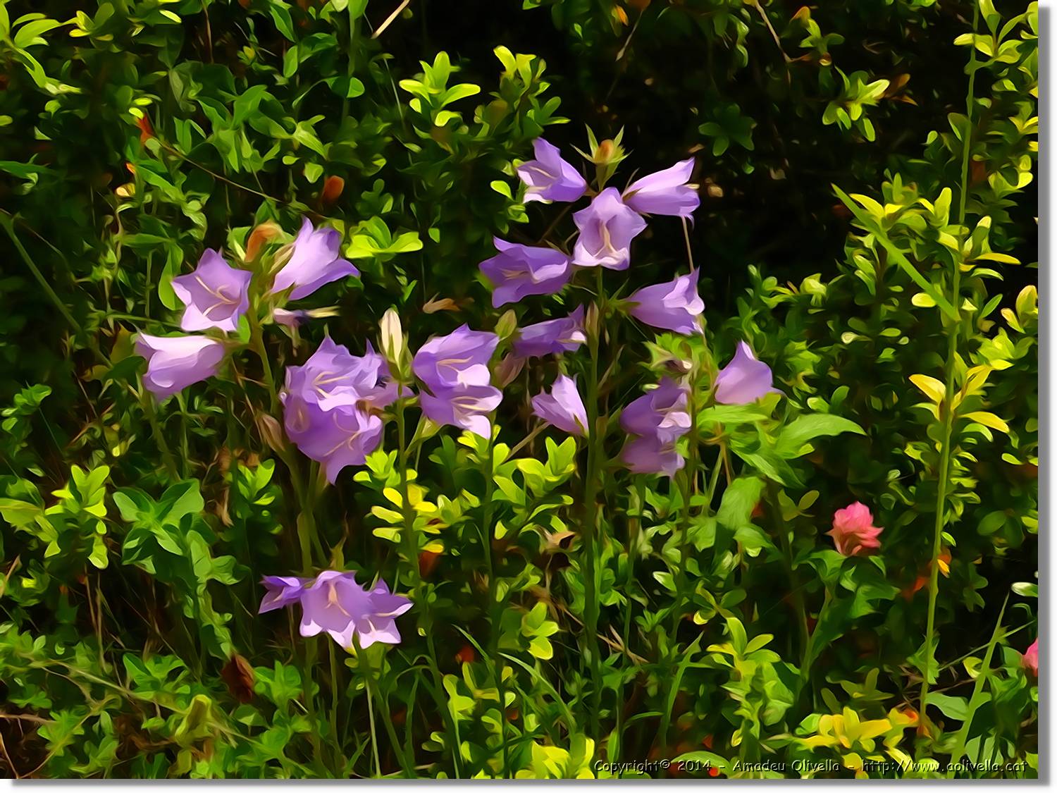 Flors_070.jpg