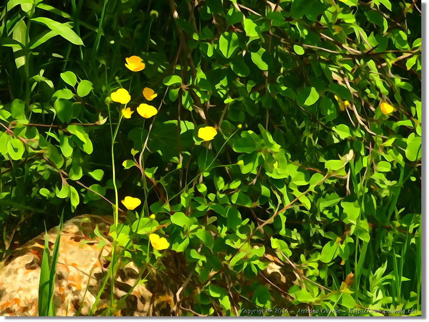 Flors_071.jpg