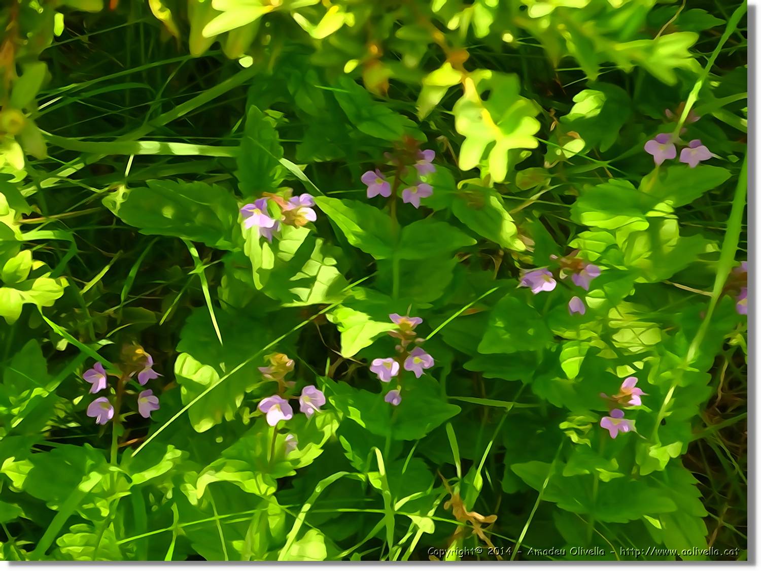 Flors_072.jpg