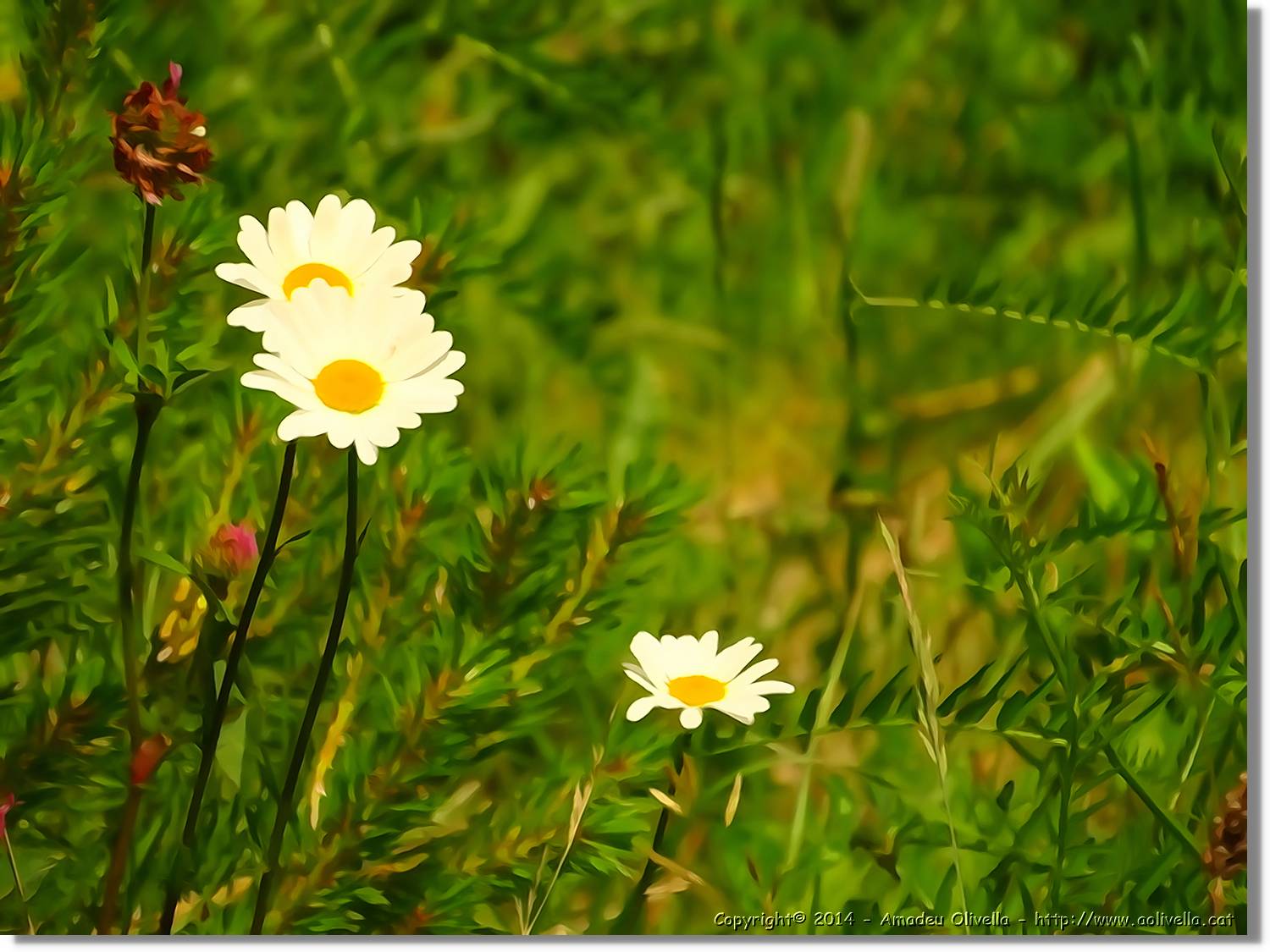 Flors_073.jpg
