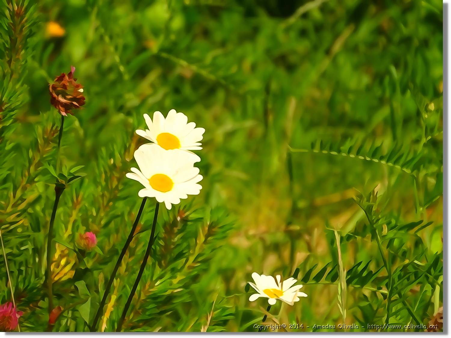 Flors_074.jpg