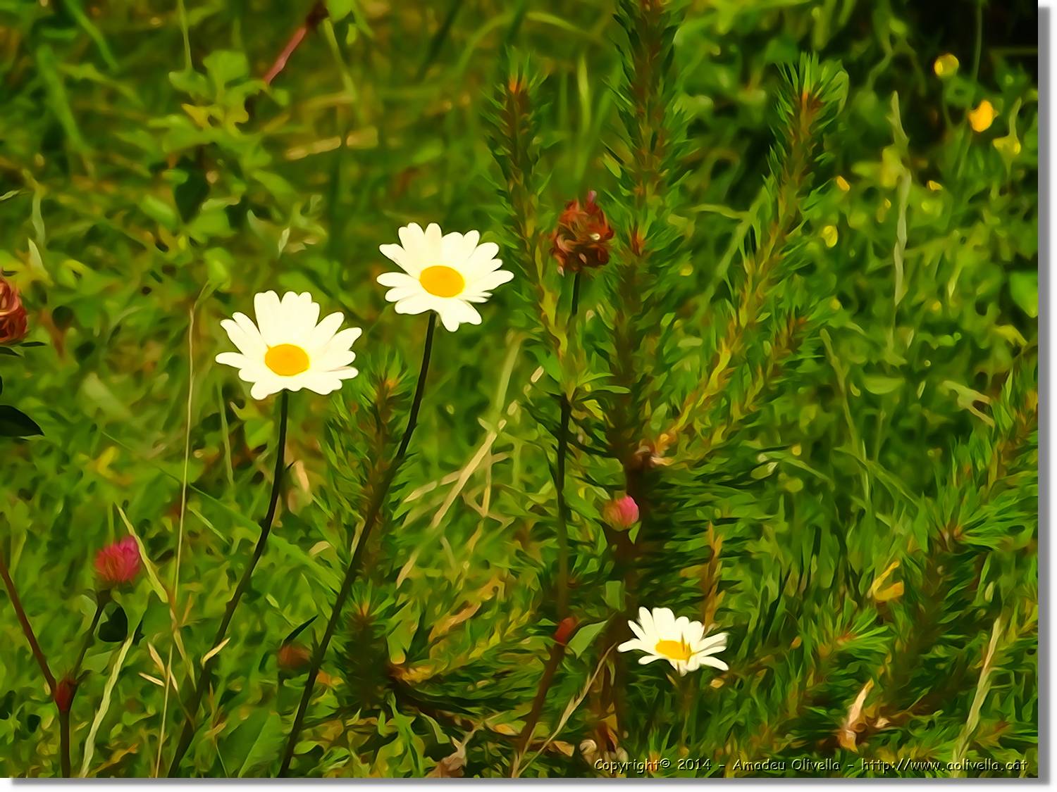 Flors_075.jpg