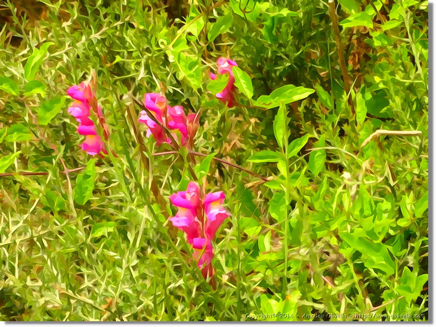Flors_076.jpg