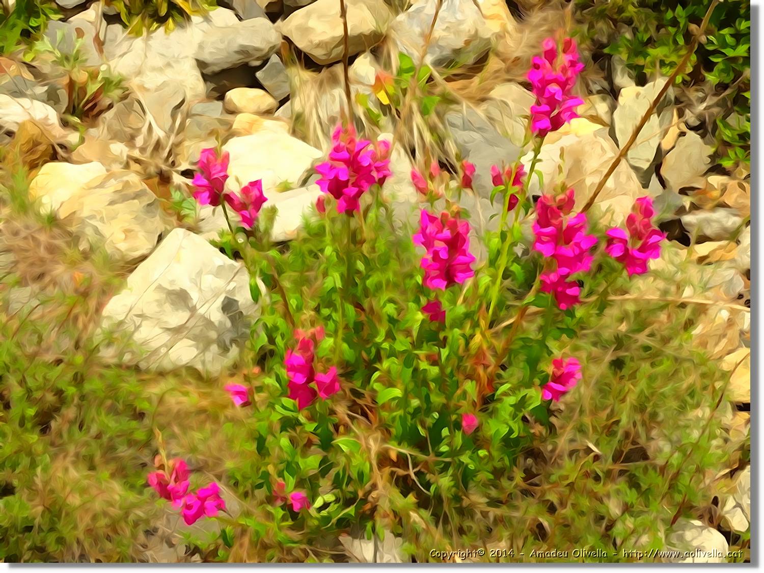 Flors_077.jpg