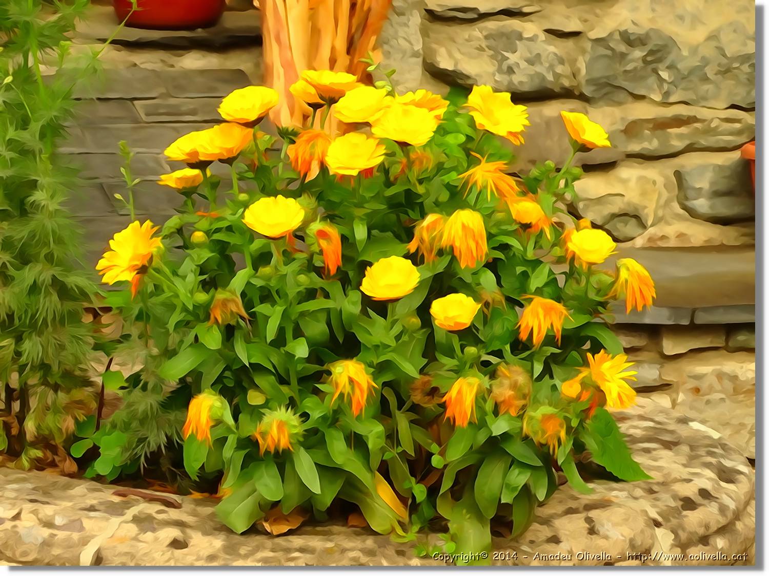 Flors_078.jpg