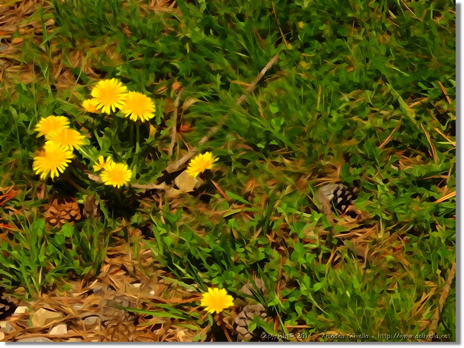 Flors_079.jpg