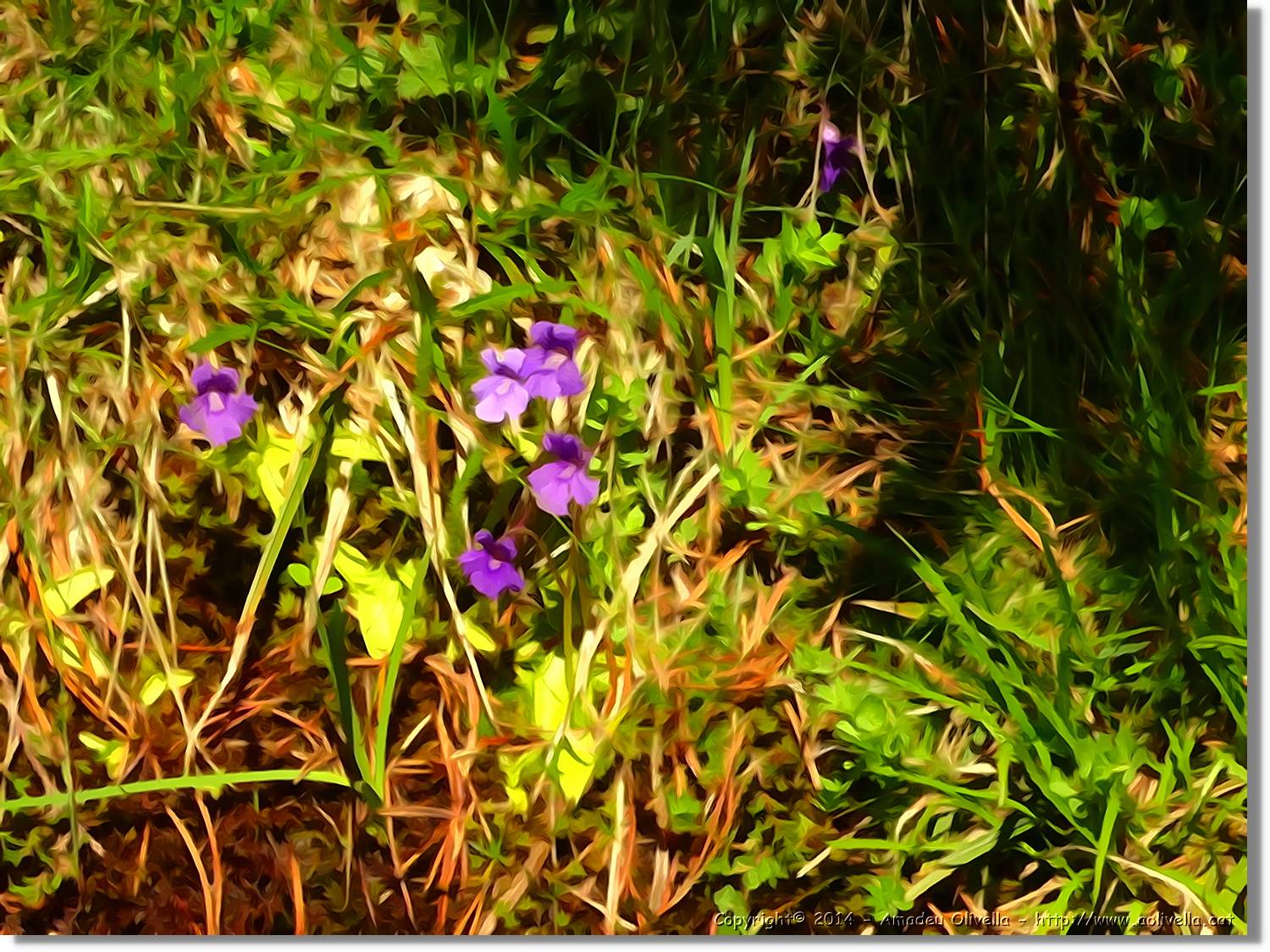 Flors_080.jpg