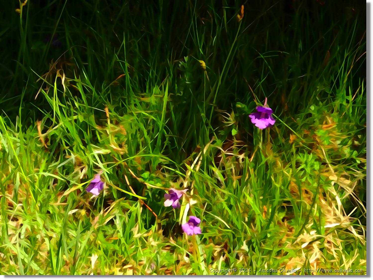 Flors_081.jpg