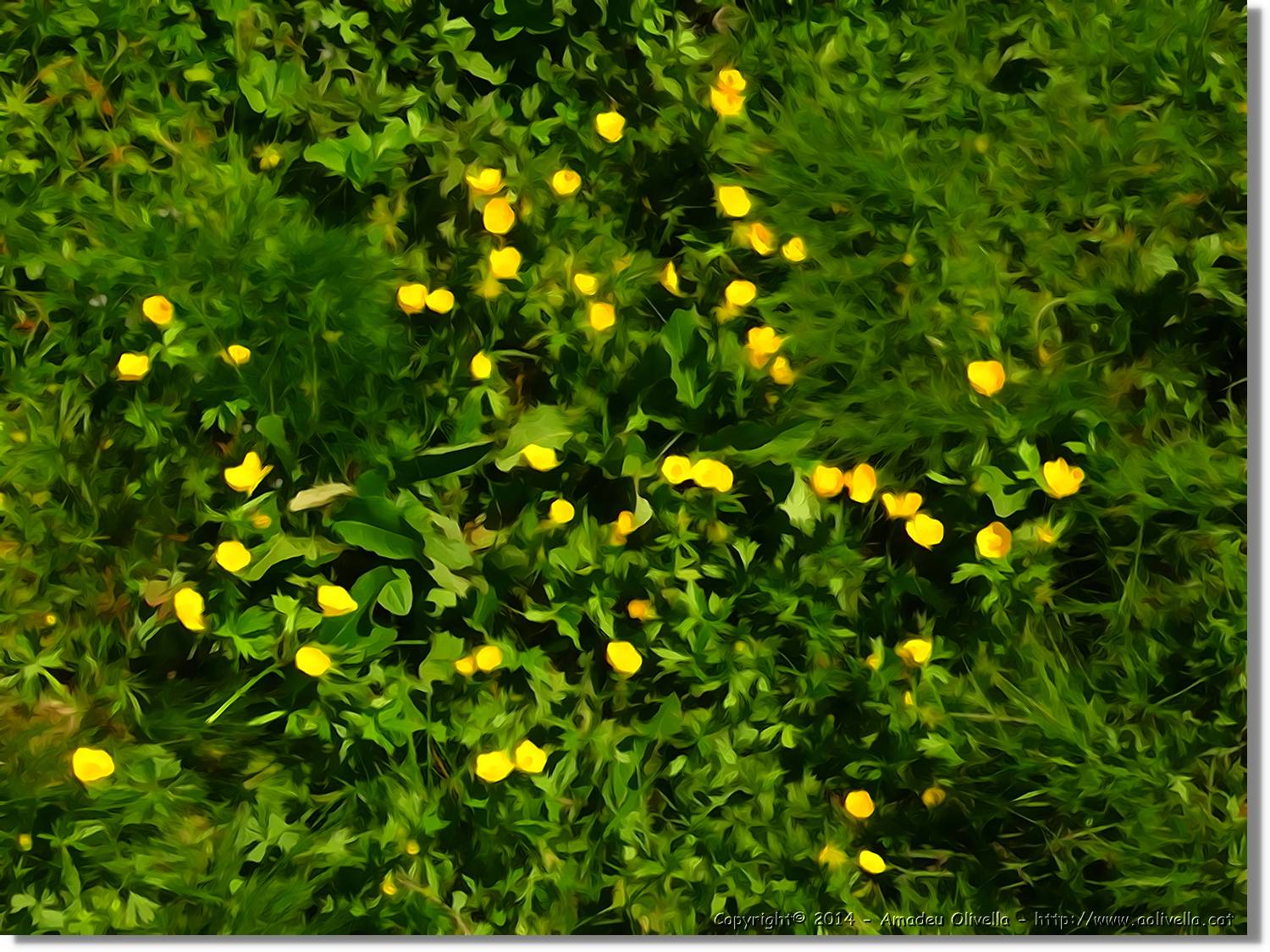 Flors_082.jpg