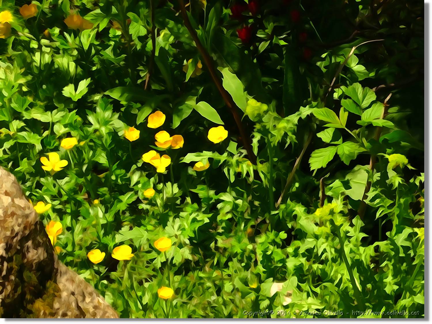 Flors_083.jpg