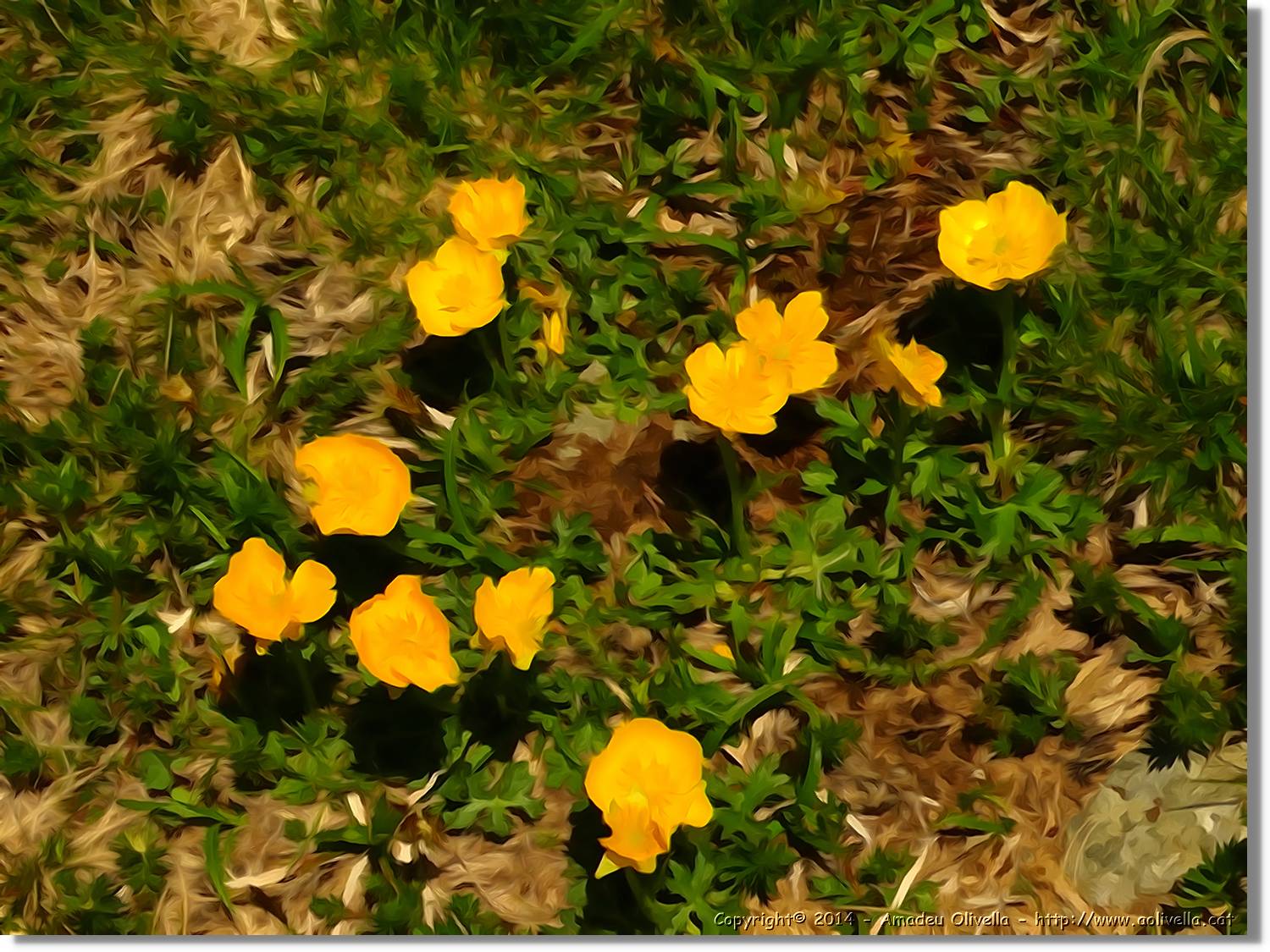 Flors_084.jpg