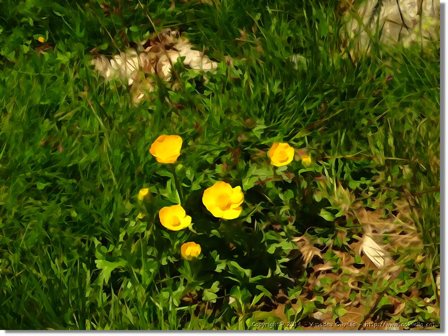 Flors_085.jpg