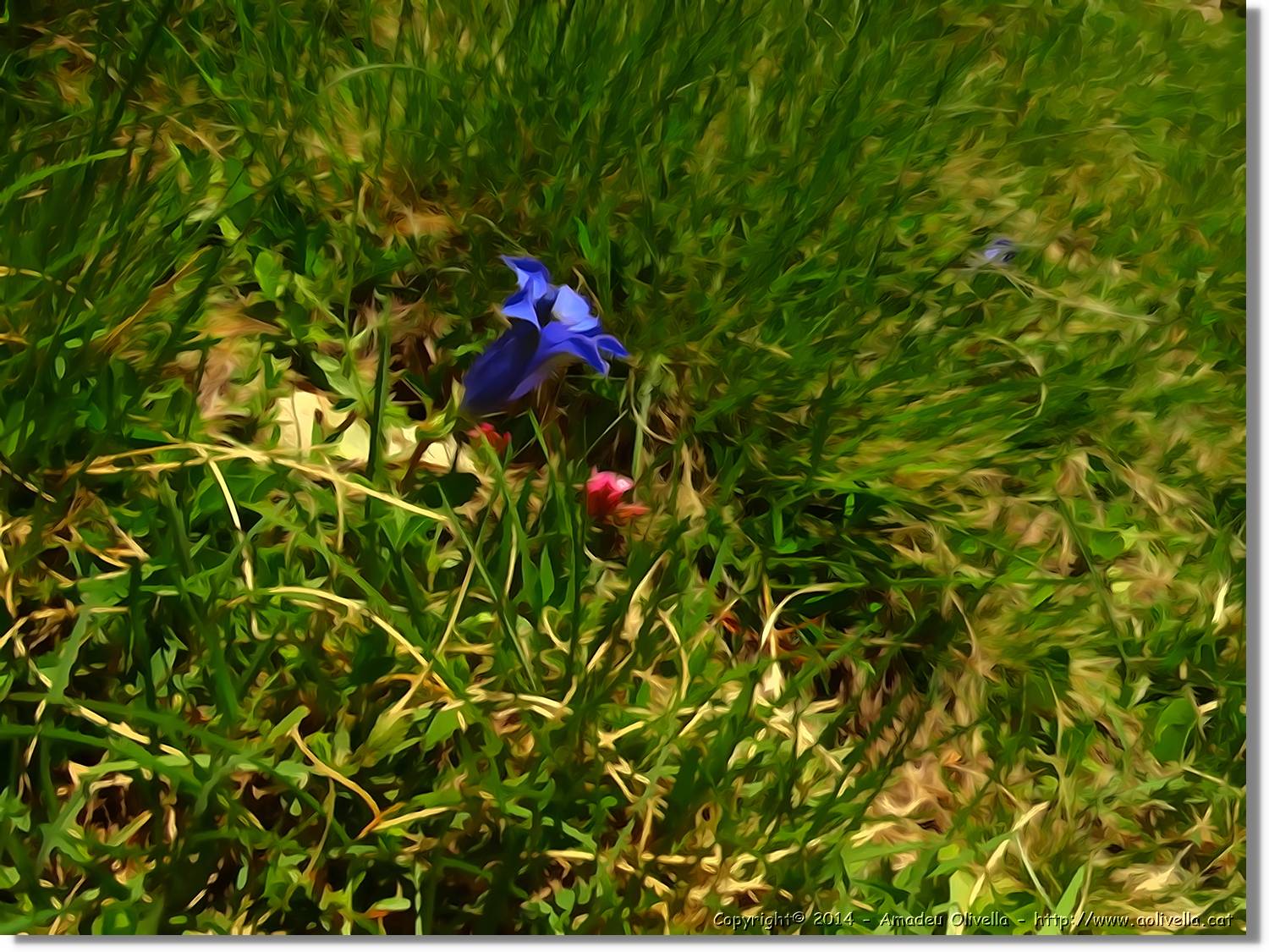 Flors_086.jpg