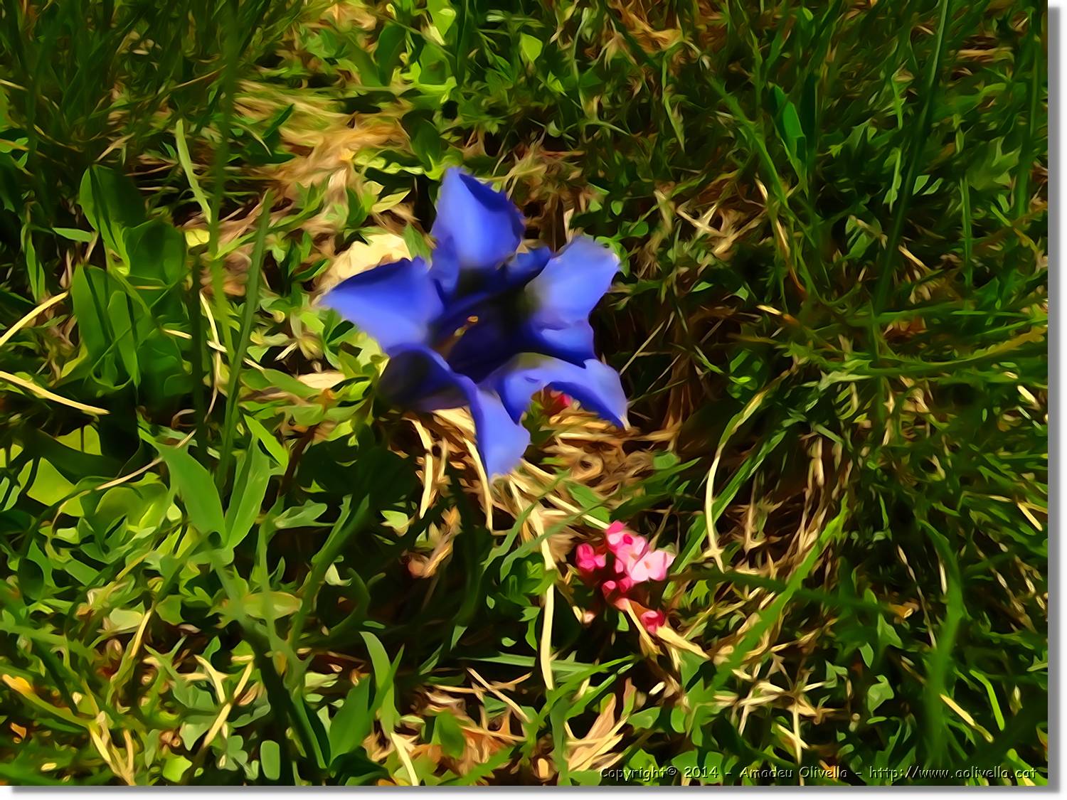 Flors_087.jpg