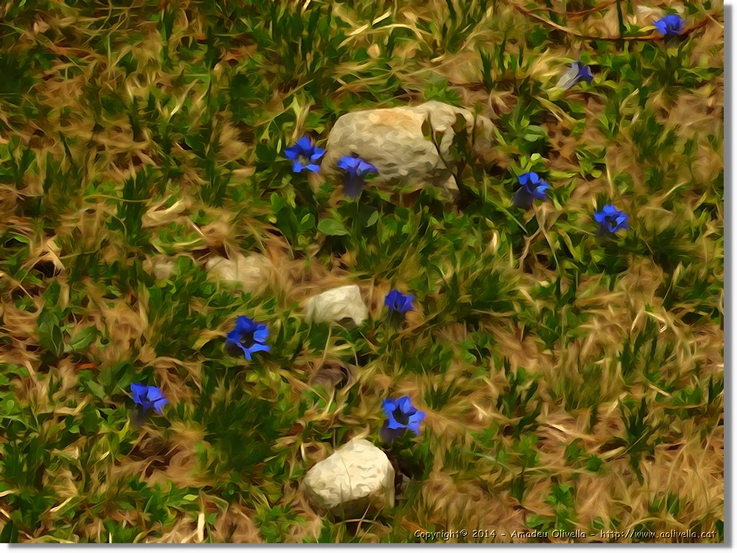Flors_088.jpg