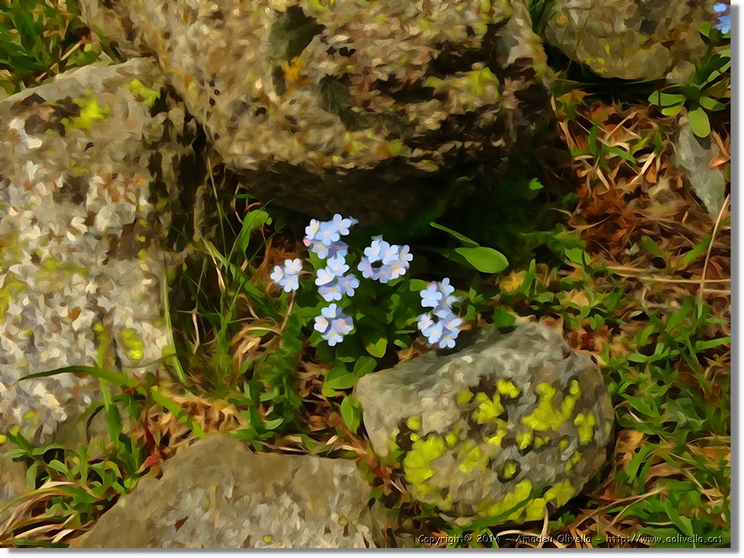 Flors_089.jpg