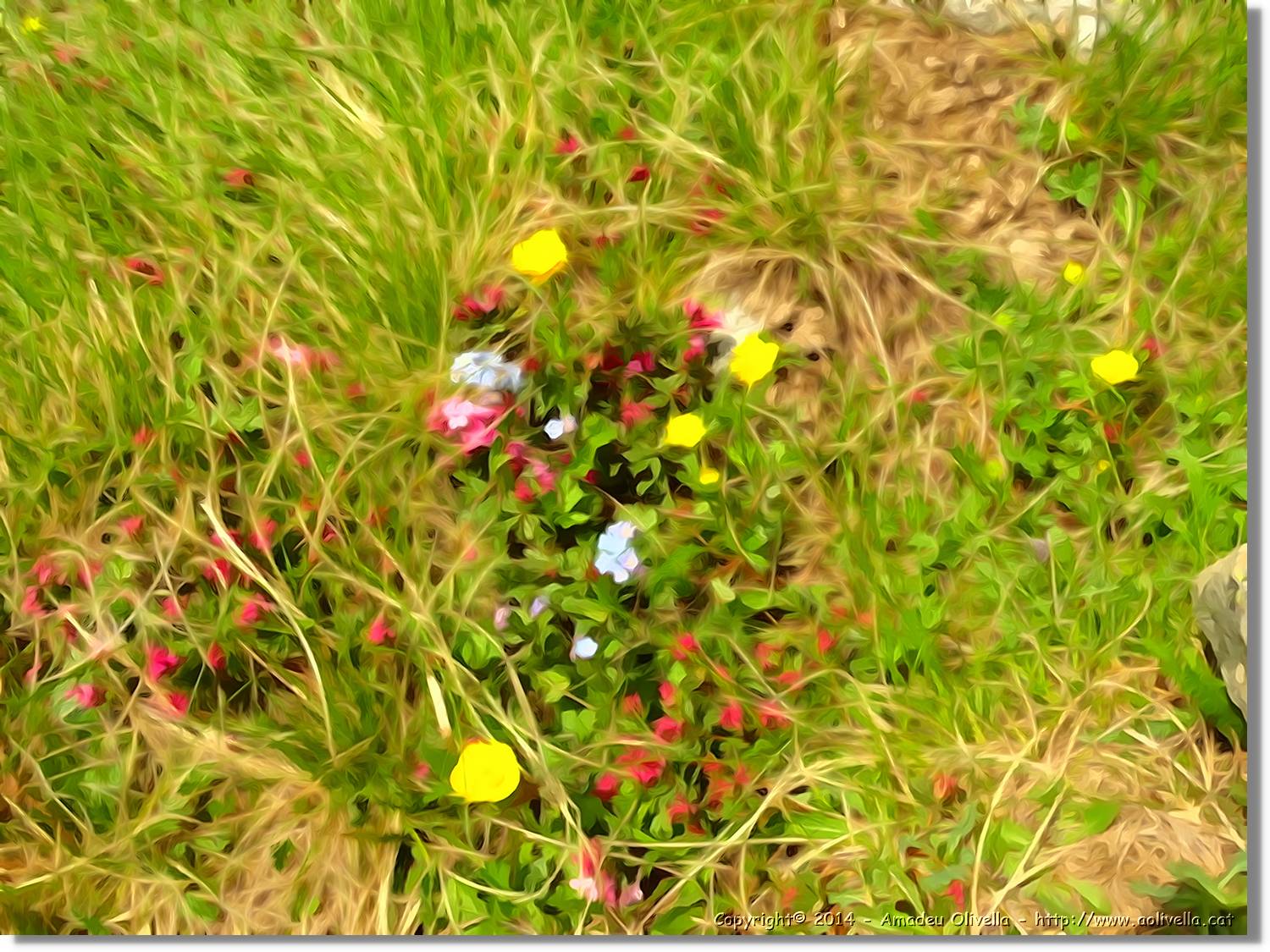 Flors_090.jpg