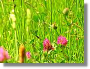 Flors_046.jpg