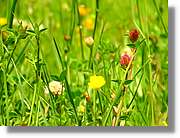 Flors_047.jpg