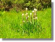 Flors_048.jpg