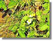 Flors_049.jpg