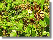 Flors_050.jpg
