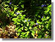 Flors_051.jpg