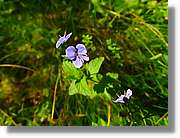 Flors_052.jpg