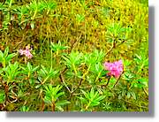 Flors_053.jpg