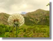 Flors_054.jpg