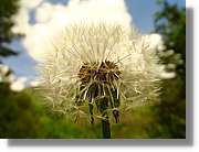 Flors_055.jpg
