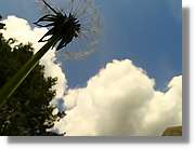 Flors_056.jpg