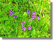 Flors_057.jpg