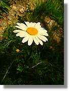Flors_058.jpg