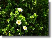Flors_059.jpg