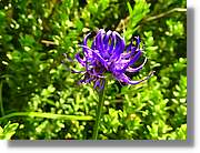 Flors_060.jpg