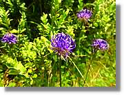 Flors_061.jpg