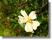 Flors_062.jpg