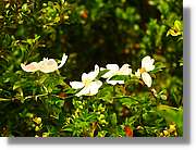 Flors_063.jpg