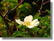 Flors_064.jpg