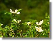 Flors_065.jpg