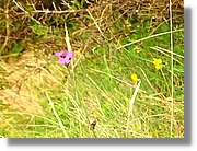 Flors_066.jpg
